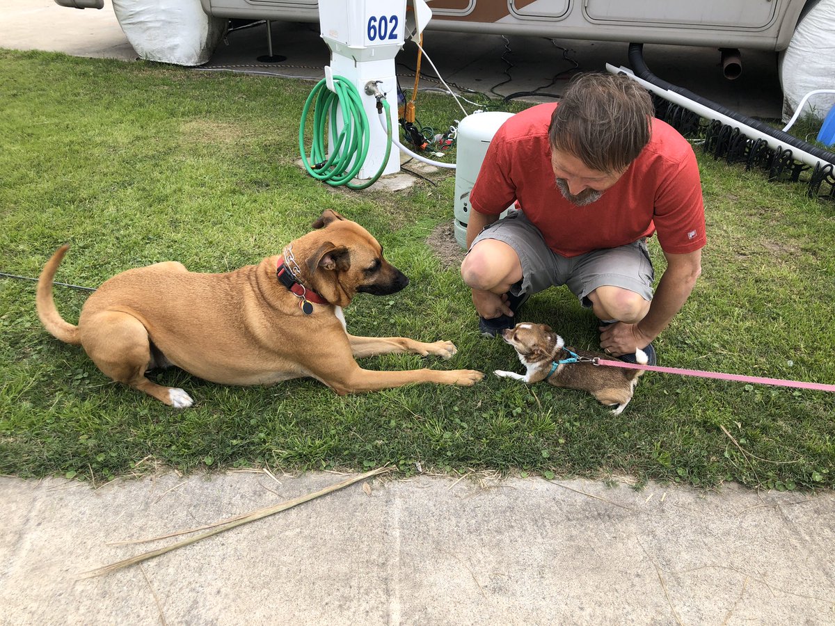 RVTXDog's tweet photo. I ❤️ my little friend Belle! She lives in an RV just like me! https://t.co/yS9Dyy2eDq