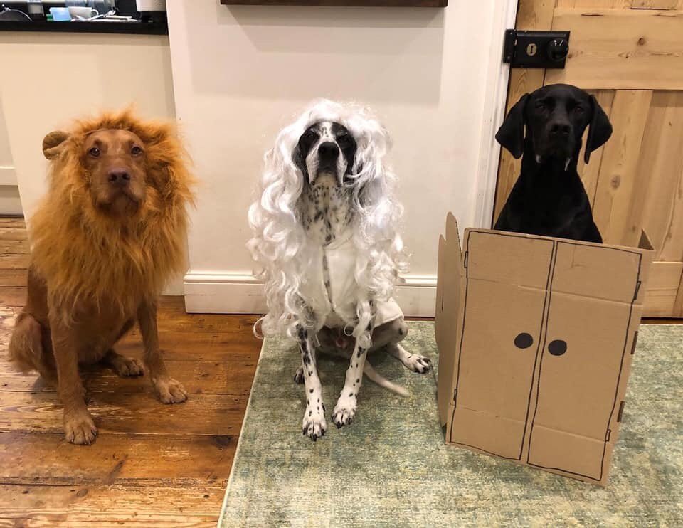 sspoldogsection's tweet photo. World Book Day, the Lion 🦁 the Witch 🧙🏻‍♀️ and the Wardrobe 🚪Who’s dogs dressed up today? BW https://t.co/i9NVynVWVa