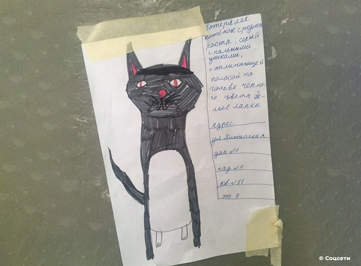 котенок потерялся картинки