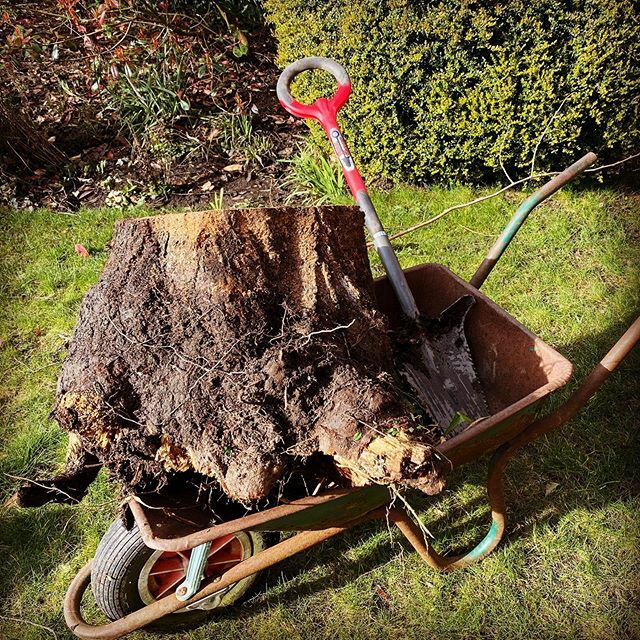 NikPickard's tweet photo. The #rootslayer does it again! Not quite the 12.5 seconds I’m used to but luckily this old cherries roots were rotten so could get her out. The hardest thing was lifting it by myself! 💪 https://t.co/tGqfLGleYf https://t.co/B7Z0rVgNMP