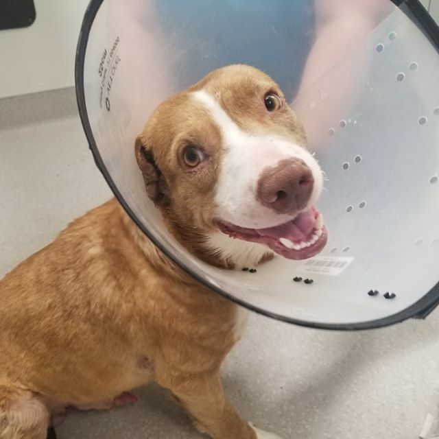 Tulsapets's tweet photo. It’s all fun and games until someone ends up in a cone. Look at that face. 😀. #Atlas https://t.co/Trcok73eph https://t.co/pjwWXKzCOY