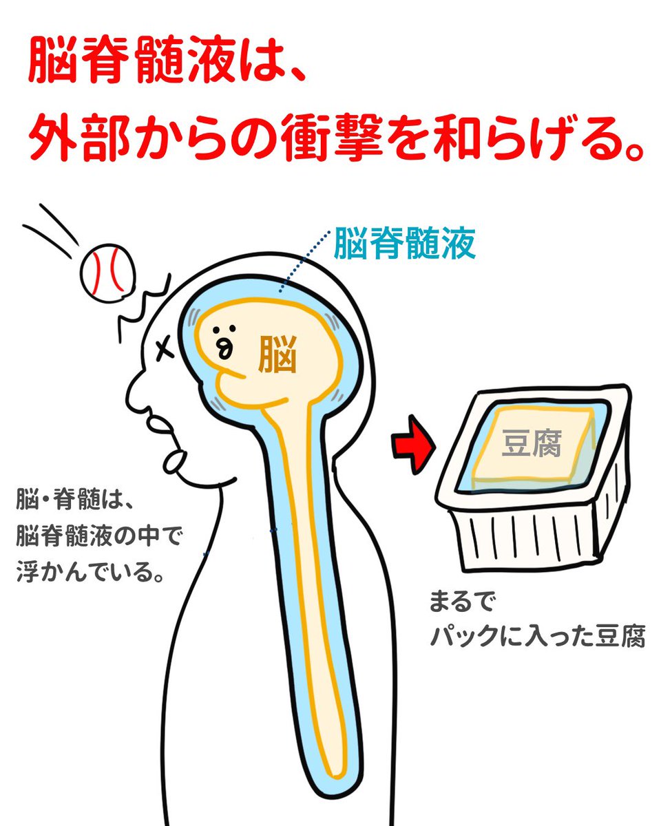 ゴロ 解剖生理イラスト パッと見で分かる 脳脊髄液 T Co Ye0nssy6hj Twitter