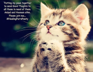 DashKitten's tweet photo. #TwitterCall @CatHound7 will read the weekly Honor Call for those who have recently made the journey OTRB. There's music, noms, photos, quotes, in celebration. Please feel free to join in with a special tribute. https://t.co/dNMY7NnmCK #Fridays 5-11 PM ET https://t.co/vul0rG2laj