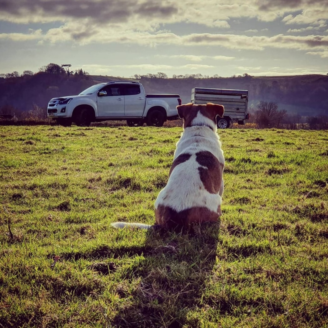 Isuzuuk's tweet photo. Thanks to everyone that got involved with #LoveYourPetDay last month 👏

Feel free to share more of your Isuzu pet snaps, we love seeing them... https://t.co/vmrxLyV6UO