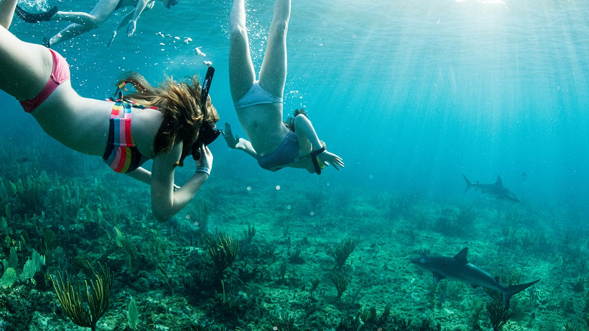 wildlifetrad's tweet photo. Sharing the staggering beauty of our oceans and the importance of protecting them with the next generation. Our CEO, James Ward, recently spent 4 days diving with his family — and sharks — off the Bahamian Island of Bimini. #conservation #jointhewild https://t.co/K66GawPOqM