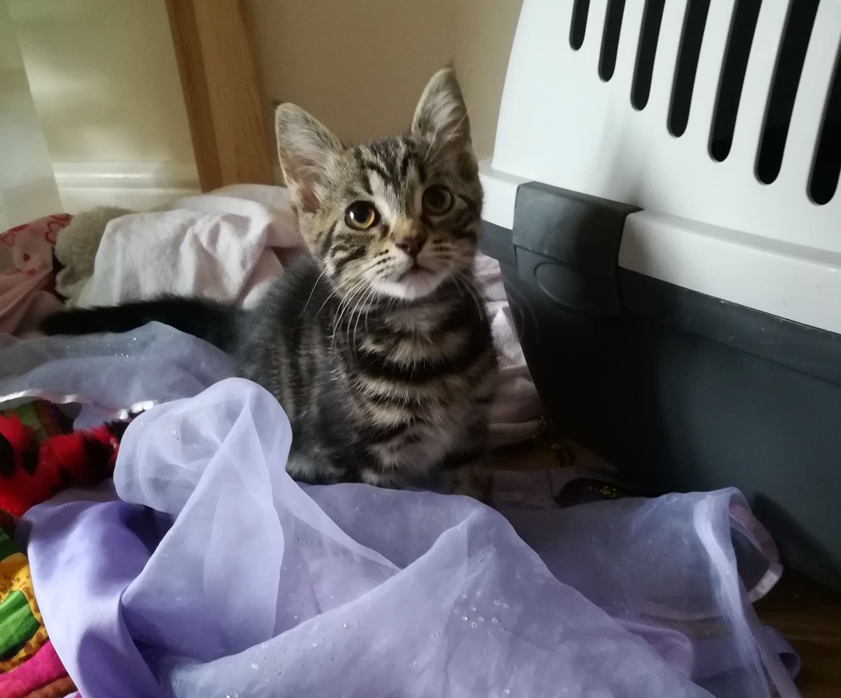 WoodgreenPets's tweet photo. Thinking of getting a kitten? Whether you adopt from a rehoming centre, or buy from a registered breeder, there are some useful things to look out for to ensure your chosen kitten is happy and healthy.
Download the #kittenchecklist to get started: https://t.co/dkaGOu1LPa. https://t.co/W7E4BP6sKr