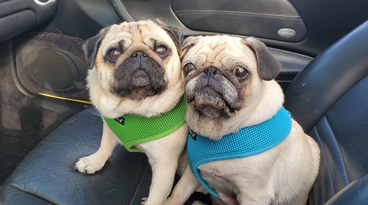 ThePugDuo's tweet photo. @WESH https://t.co/gbwDiLlLsl