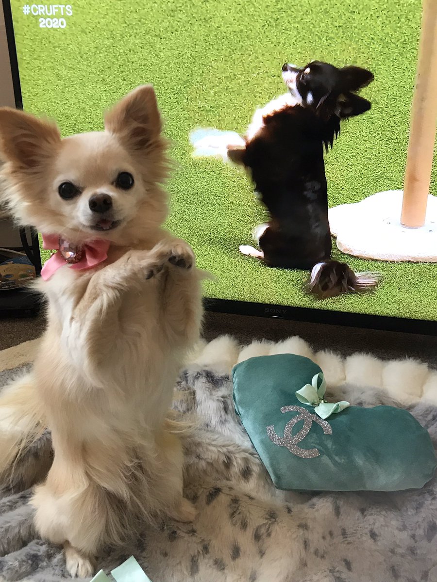My turn next year says Chanel!! 🤩 #crufts2020 #DogsofTwittter #crufts