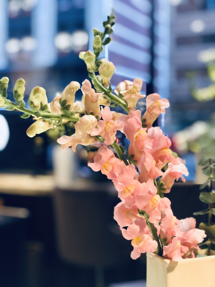 RepeatRoses's tweet image. Standing up with standout stems for #InternationalWomensDay - which amazing women are you acknowledging this week? Come see us @Balduccis (56th &amp;amp; 8th) to grab a bouquet and celebrate the superstar women in your life! #iwd2020 #eachforequal 🌸🌸🌸