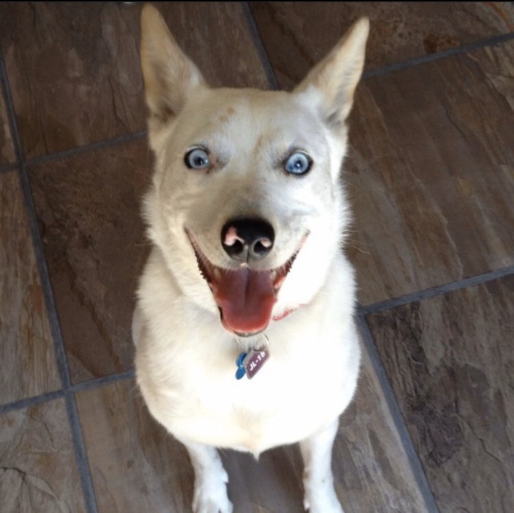 Dyck_ologist's tweet photo. @sampson_dog @PGIdogs The face my white floof gives me when I grab her vest off of the hook. She loves to work 🐾

#ServiceDog #ServiceDogsInScience https://t.co/dJ0JzYkehg