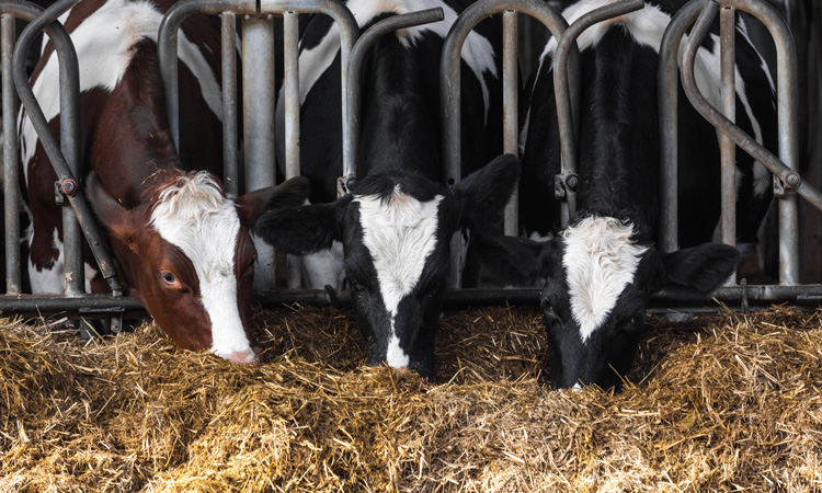 AshikaNayan's tweet photo. https://t.co/RRI8XpbI2B
Clay as a feed supplement in dairy cattle has multiple benefits #AnimalHealth #veterinarysurgery #cattle #animalforencis #poultryfarming #animalhealth #VeterinaryResearch #AnimalWelfare #Camelresearch #EquineScience #AnimalBreeding #AnimalNutrition https://t.co/qnOif4sUiw