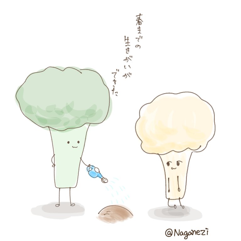 きゃべつ 種をまくブロッコリーとカリフラワー イラスト きゃべつ 種をまくブロッコリーとカリフラワー イラスト
