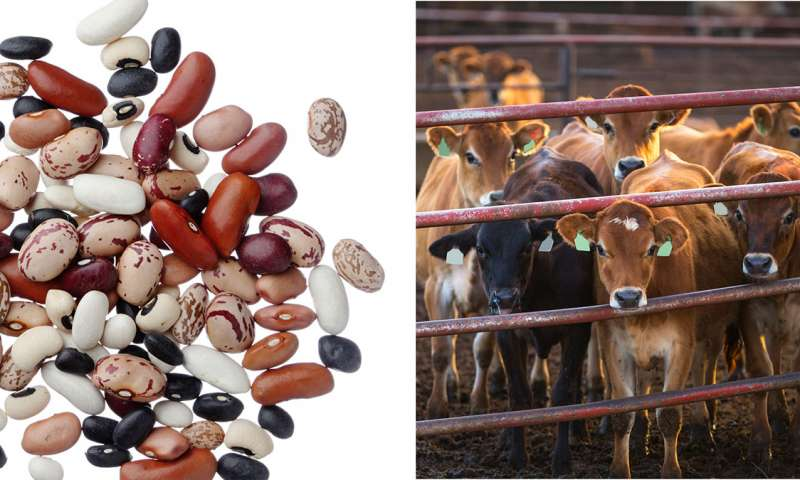 AshikaNayan's tweet photo. https://t.co/atd54R8D4m
Eating beans instead of beef would sharply reduce greenhouse gasses #veterinarymicrobiology #AnimalBiotechnology #veterinarypathology #cattleproduction #onehealth #veterinaryepidemiology #AnimalEcology #animalstudy #VeterinaryMedicine #veterinary #cattle https://t.co/Gupcqlr89c