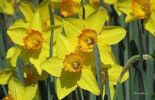 afonllwydwrite1's tweet photo. We're meeting this Saturday 7th March 9.30am upstairs at Market Square Coffee House
#itmustbespring
#letthewordsflow https://t.co/x4jcP8uifs