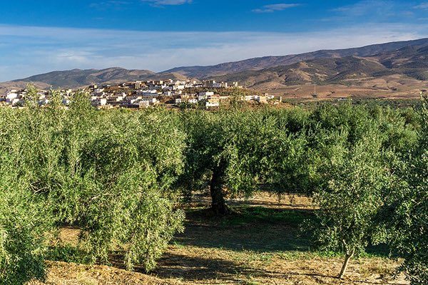 LuxusMensae's tweet photo. Elogio de la #agricultura. En honor a lo que nos da de comer cada dia, y a las personas que se preocupan por que todos tengamos un plato en la mesa. Cada dia . https://t.co/ai9sJjw1uq #ganaderia #agricultura https://t.co/BqXHnD7dm3