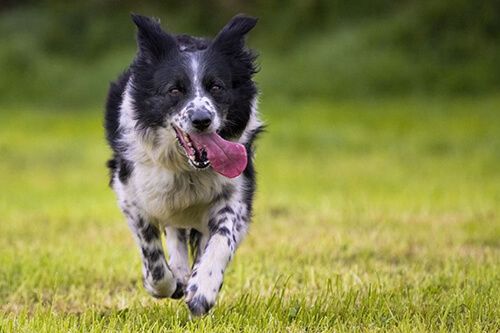 aviform's tweet image. Don't miss out on 20% off! use code CRUFTS20 🐶
buff.ly/2Ry8I7V

#doglovers #doglove #doghealth