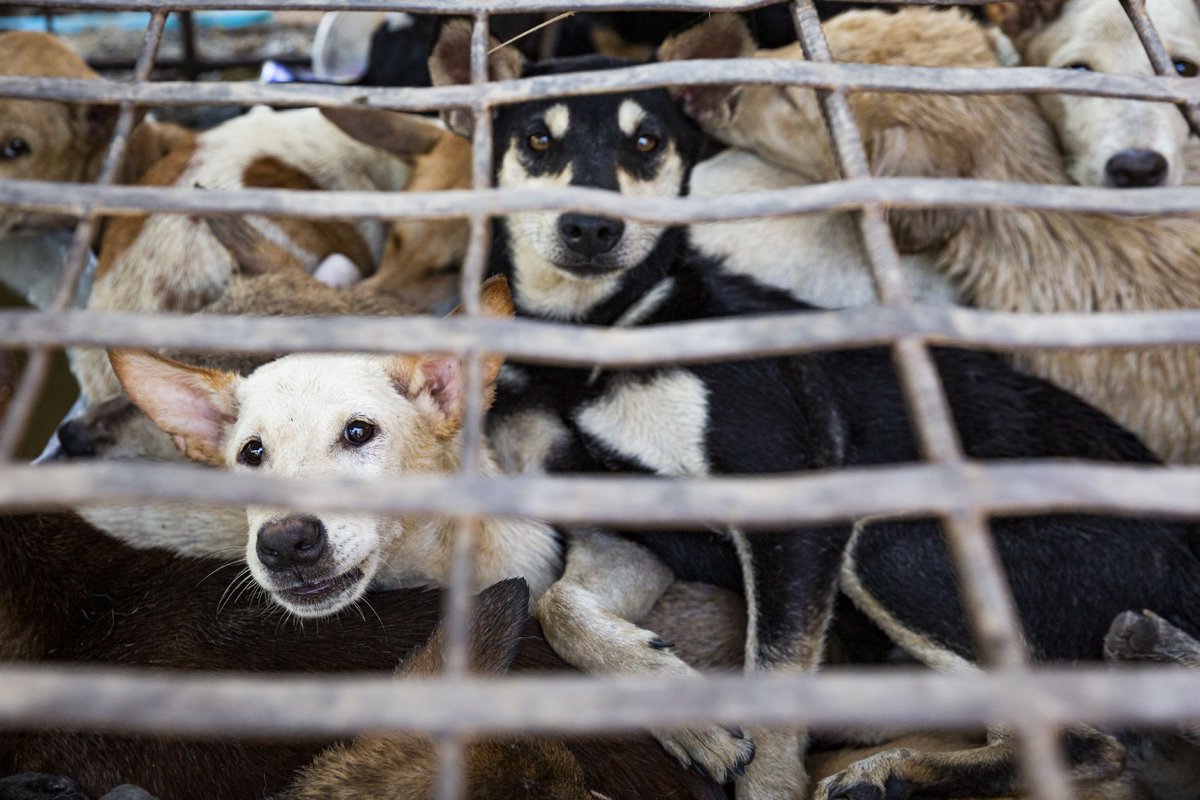 #WhatWeWantedToSayAtITB Stand united to #ProtectMillions of tourists, communities and animals from the dangers of the dog and cat meat trade in Southeast Asia. If you’re a travel industry leader, get in touch & find out how you can pave the way to change: dogcatmeat.four-paws.org/travel