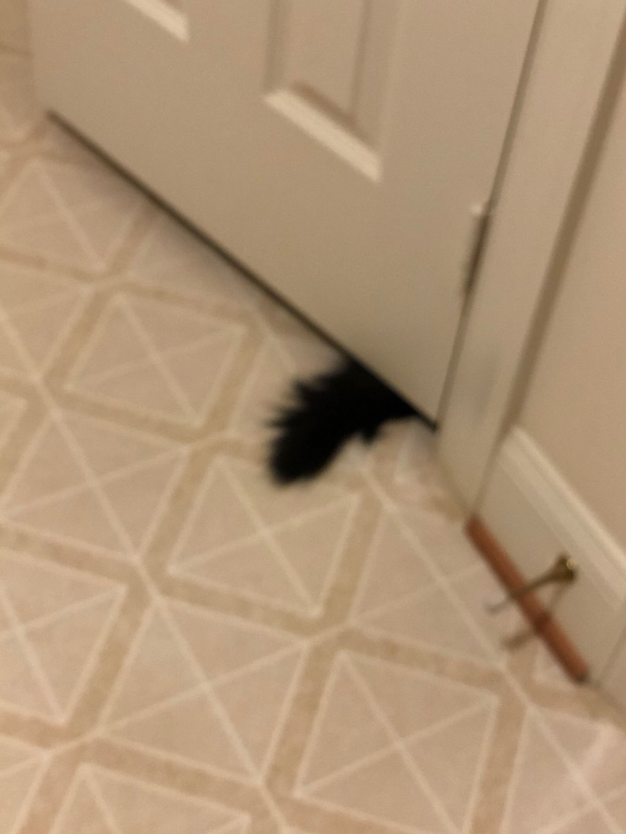 ginkgojiang's tweet photo. luv playing hide n seek hehe meow https://t.co/G49Ehn9nBJ
