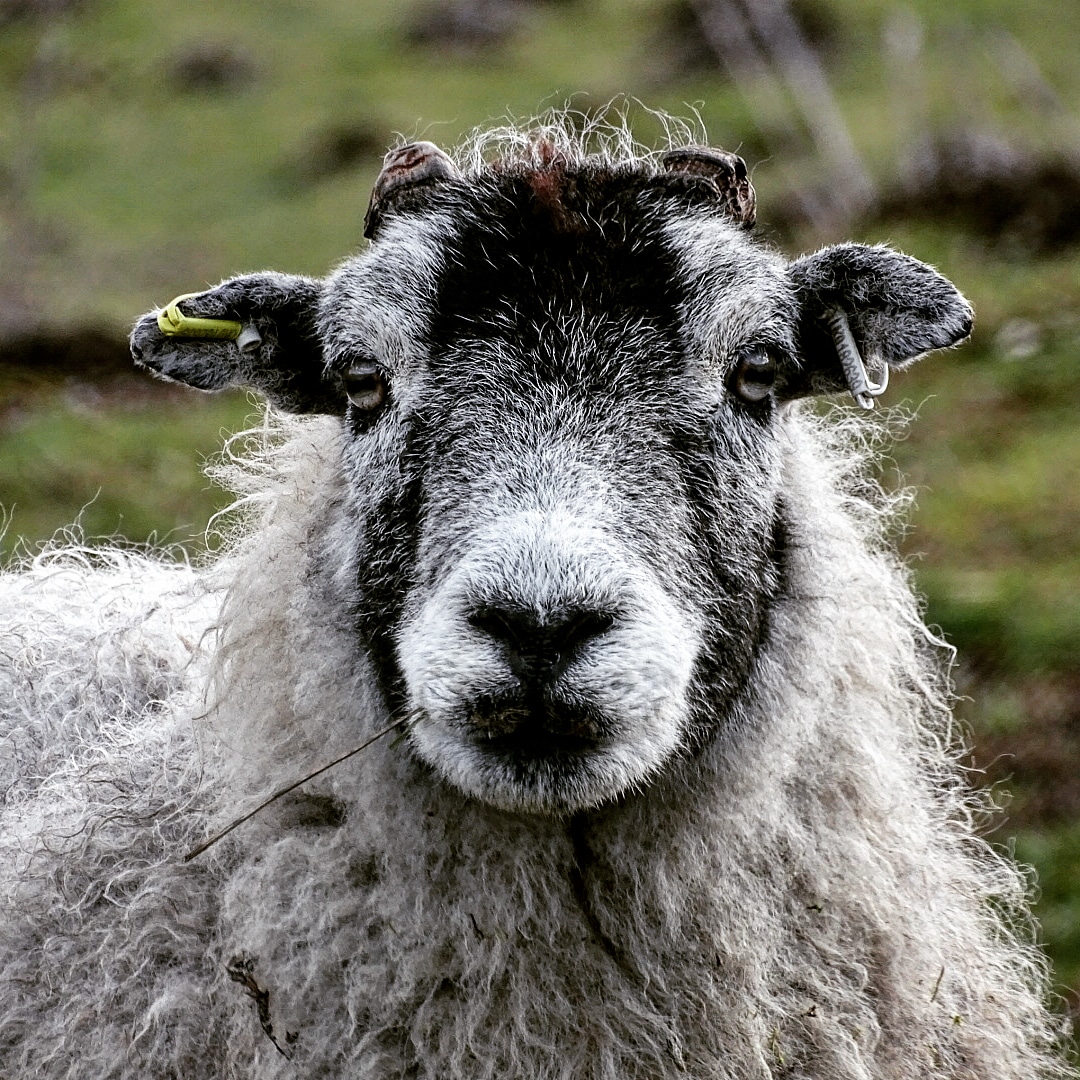 That beautiful face ❤ #sheep #ewe #lambing #lambingtime #spring #march #countryside #yorkshirewolds #eastridingofyorkshire #eastyorkshire #rurallife #exploring #photography #eyesarethewindowtothesoul