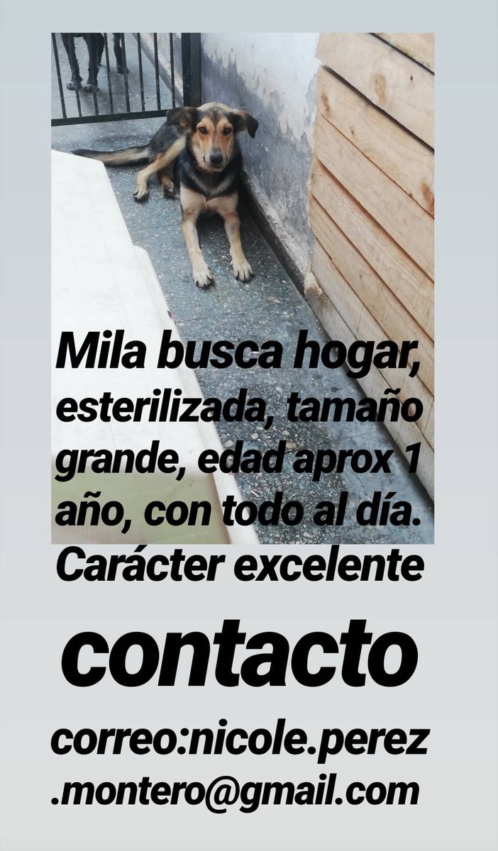 fundacionikigai's tweet photo. Quiero hacer el llamado nuevamente y les pido por favor que se pongan la mano en el corazón, adopten a #miladog #oliverdog ellos necesitan un hogar urgente! @Salvandopatit4s @BaettigGloria @VMossert @eugenialanonna @verito_pes @Ingrid_Ca04 @ACRadmilovic @Vilu53Vilu @jrdevices https://t.co/mLMpOr5HUR