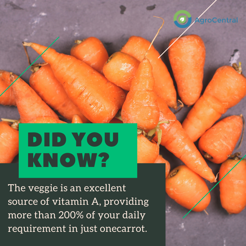 The veggie is an excellent source of vitamin A, providing more than 200% of your daily requirement in just one carrot.