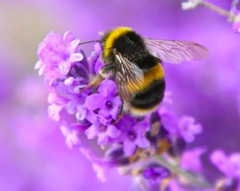 HiveBook's tweet photo. It's such sad news this week to find that research from Imperial College London has confirmed that the pesticide imidacloprid causes baby bumblebees’ brains to develop abnormally.
It's time for the world to follow Europe's example and ban this pesticide #savethebees #hivebook https://t.co/PP7GZTiU7K