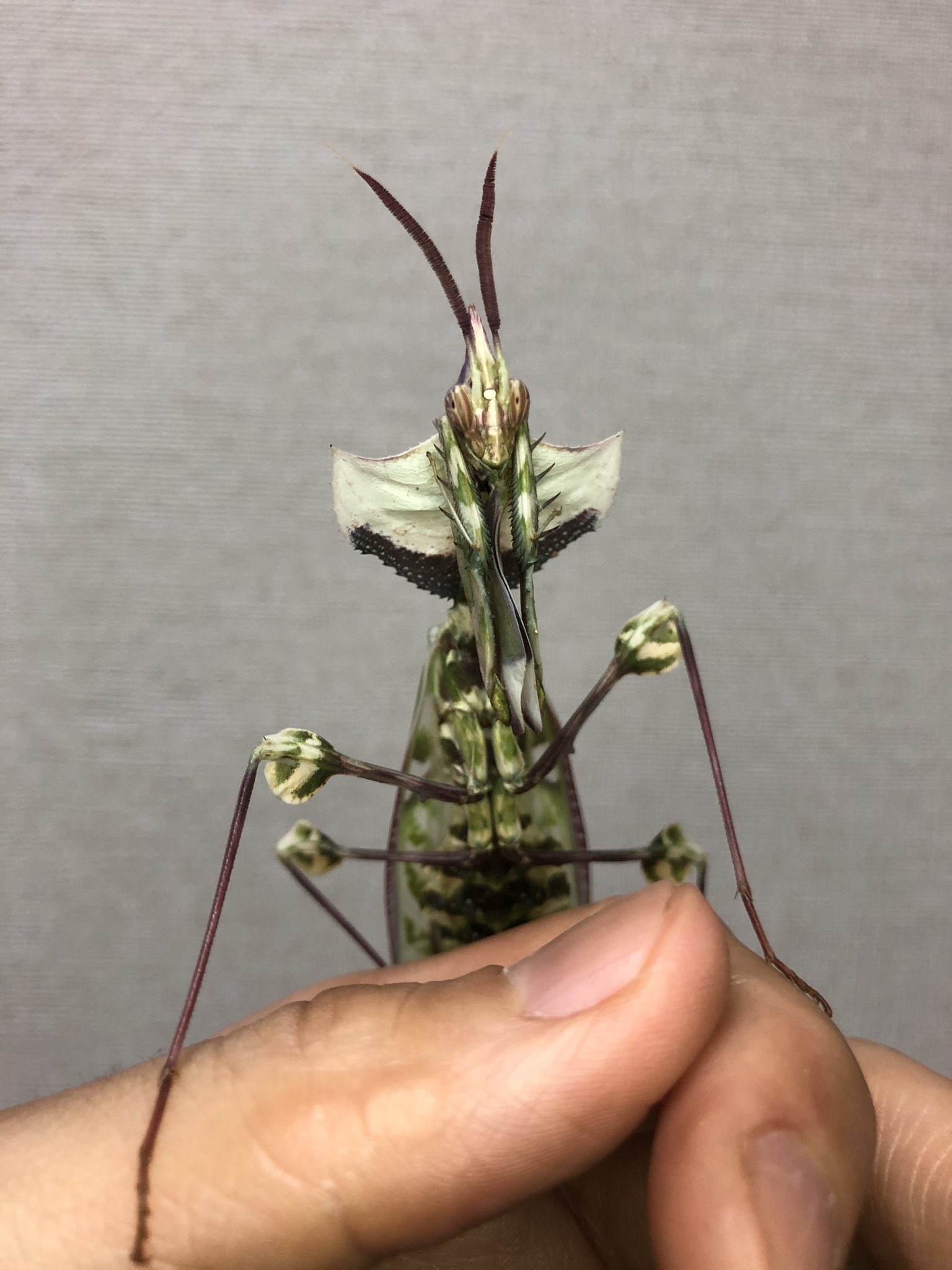 K Yamasaki Auf Twitter 海外から入ってくる本種は ほぼ全て累代品ではく野外で採られたもの 希少種ではないはずなので直ちに何か問題が起こるわけではないが この時代の趣味としては野外の個体群に負荷をほとんどかけない形が望ましい 飼育する人は本気で繁殖を