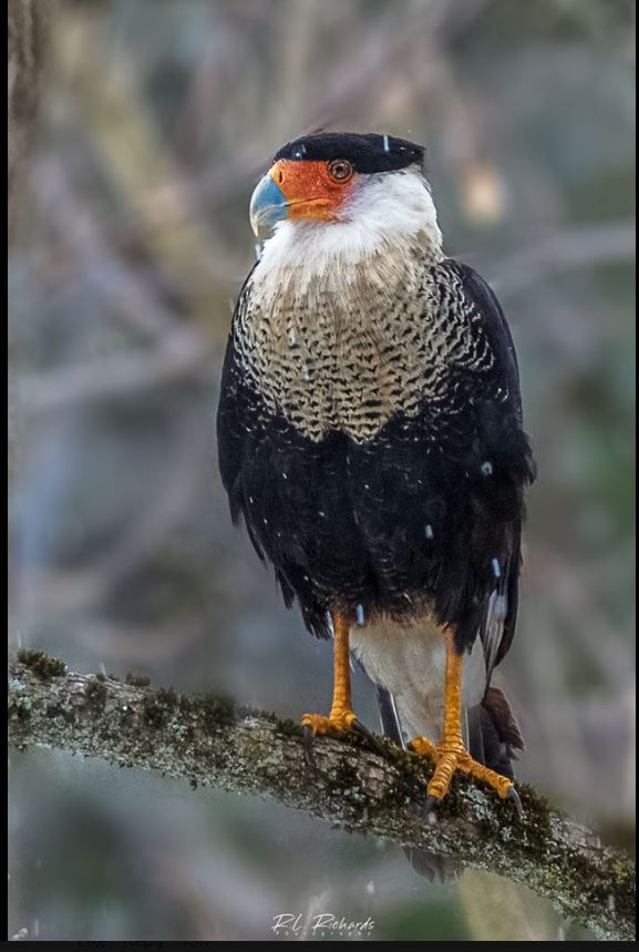 VTStateParks's tweet photo. This Crested Caracara was spotted in Woodstock, #Vermont yesterday by Nathaniel Sharp . A tropical falcon, this bird's US range is in the extreme deep south. The bird appears healthy and is delighting birders far and wide. Photo Bobby Richards. #VT #VTBirds #NotAprilFools https://t.co/IYcMlvmSCq