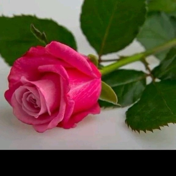 Yokmu canı sıkılan bayan  herturlu sohbete    karayit  Pamukkale denizli