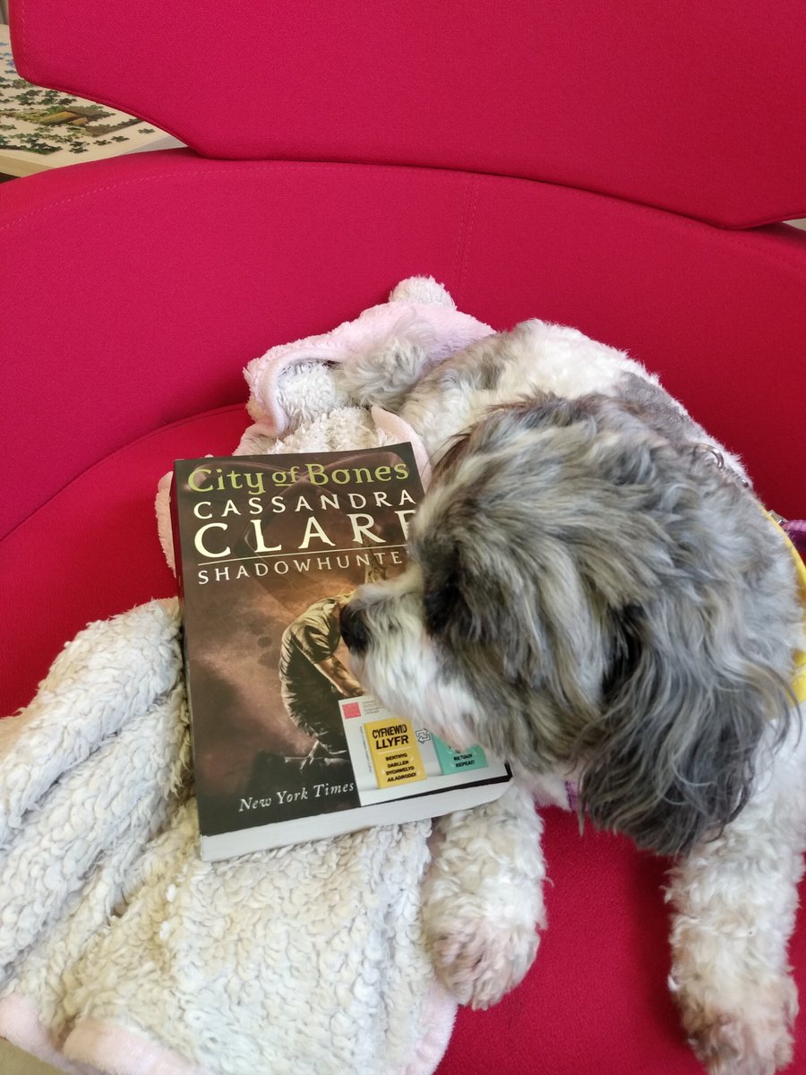 In the Library on World Book Day - this looks promising! #petsastherapyuk #volunteer #cardiffuni #cardiffbusinessschool