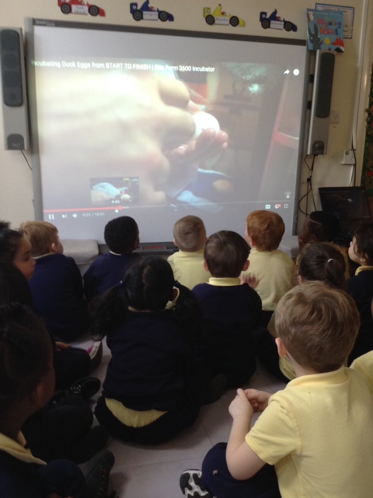 StSebastiansPri's tweet image. In line with our RE topic 'Growing', we will be attempting to hatch our very own ducks in Foundation. The children were very egg-cited to receive a special delivery of 6 duck eggs! We will keep you updated on our ducklings progress! 🐣🐣🐣🐣🐣🐣 #Foundation1 #SebsRE #SebsScience