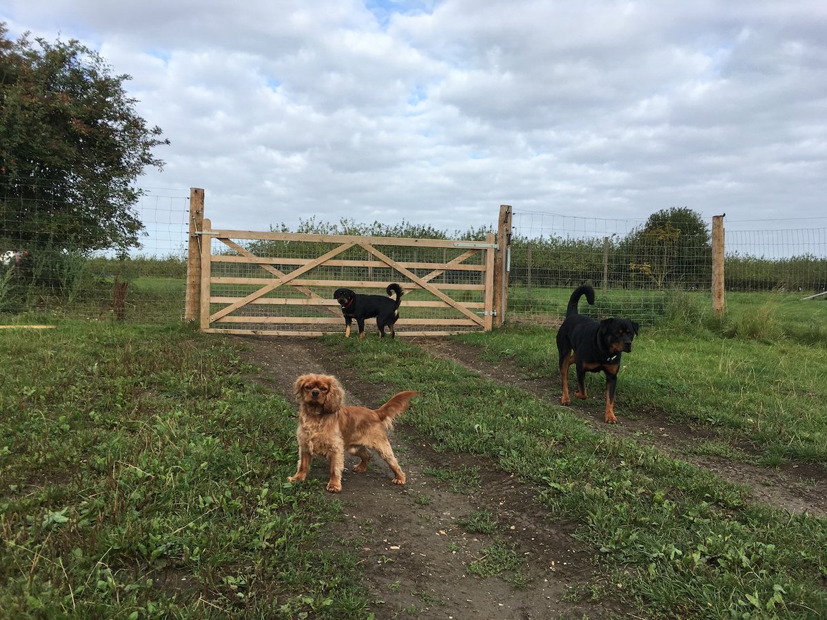 BlackHousePics's tweet photo. #tbt to some of best assistants behind the scenes on @ThGoodNeighbour. In total, there were seven dogs on set, but (thankfully?) never on film.
#dogsonset #bts https://t.co/gU2hsG7MpX