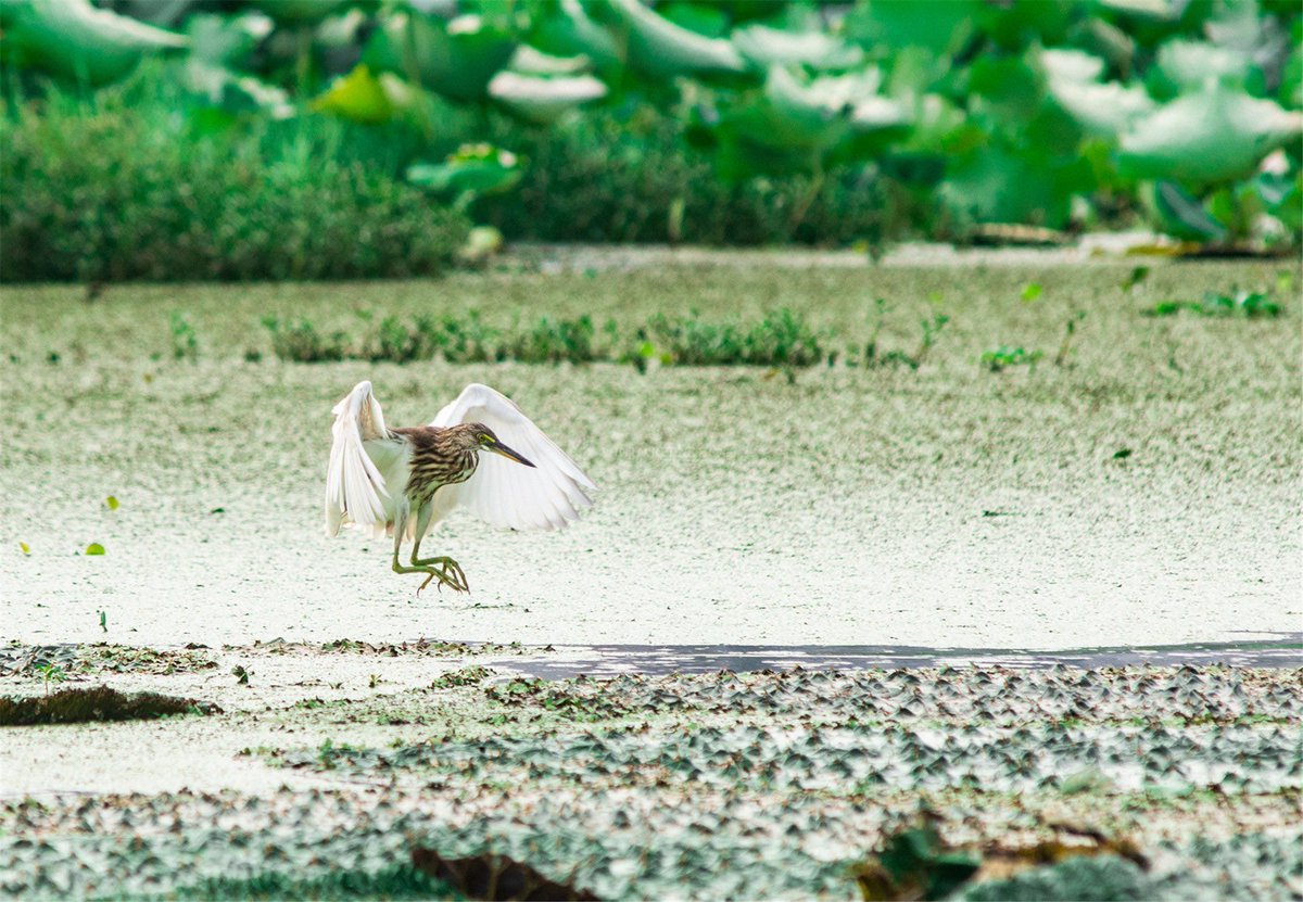 TrailsChina's tweet photo. This is the Daze Lake #wetland in #Changsha, home to the White Crane. Over 100 different birds inhabit this wetland, making it the perfect spot for birdwatchers. 🕊️🦅 Photos from @ThisIsHunan https://t.co/K34rE51gb4 #VisitChina #Asia #Nature https://t.co/cIsnISVBUL