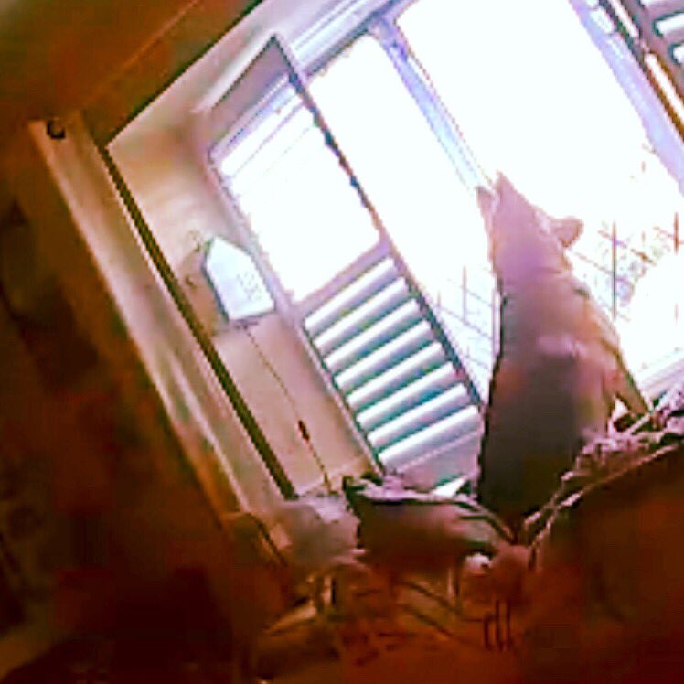 Dad(94) is in hospital and concerned about his pal #GoogleDog. I set up a videocam so we could watch GoogleDog together, and we find her IN Dad’s bed, gazing out the window to see if he’s coming home.  Hopefully he’ll be home soon.❤️  #Homeisbest