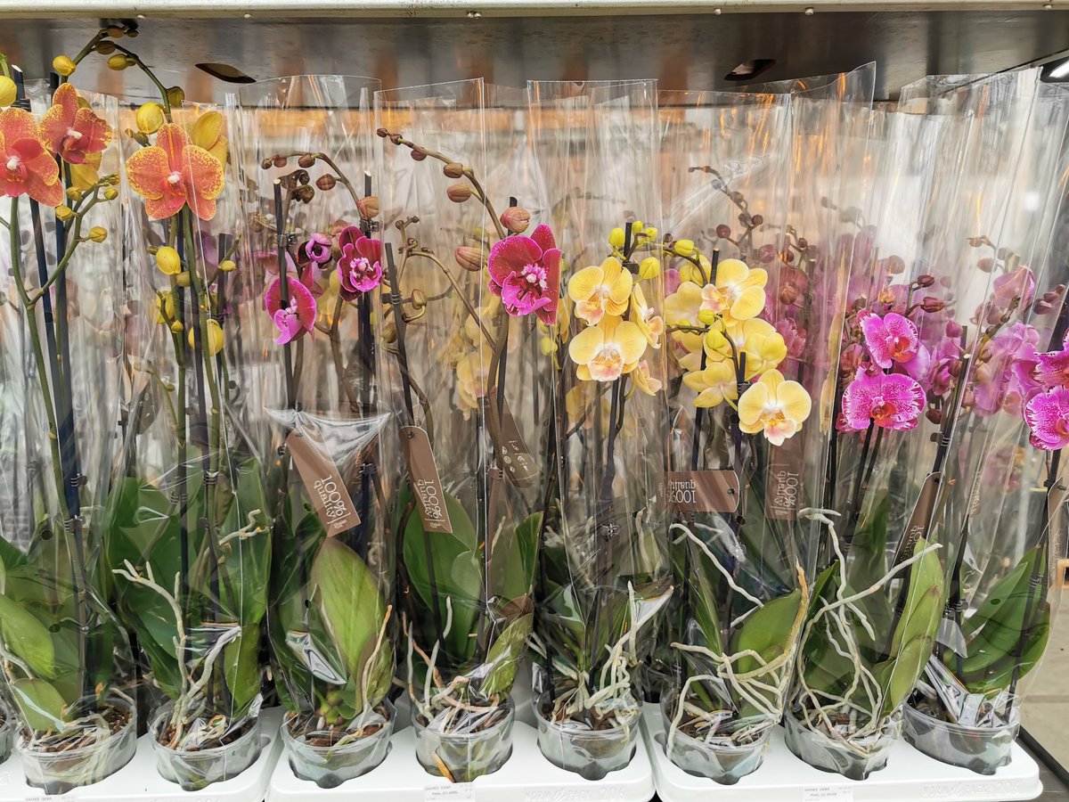 phalaenova1's tweet photo. Sommige klanten weten de "snoepwinkel" al aardig te vinden. #phalaenova #orchids #specials https://t.co/RdR9y4pNwt
