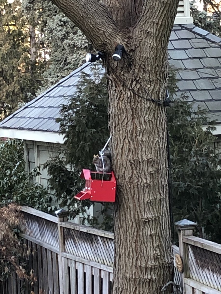 darrellbricker's tweet photo. Squirrel proof bird feeder fail. Expect she had raccoon assist last night. A furry conspiracy. https://t.co/5oELqgZIBk