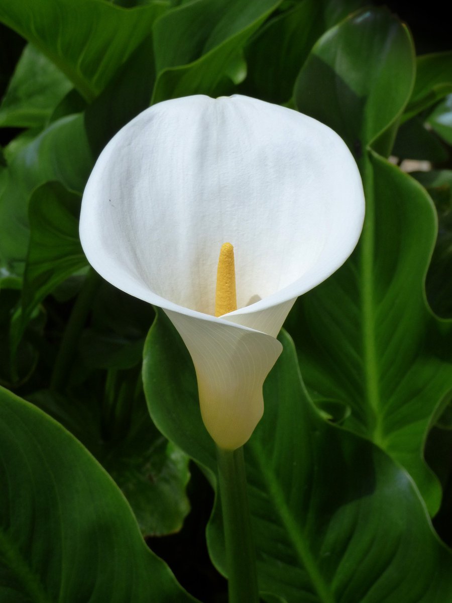 Todoplantas's tweet photo. ¡Buenos días! Aquí les dejo #informacion sobre todo lo que se necesita saber acerca de la #CALA, #flor de jarro o #lirio de #agua.
https://t.co/9q7ltrYUwo https://t.co/HJRevr3Iy0