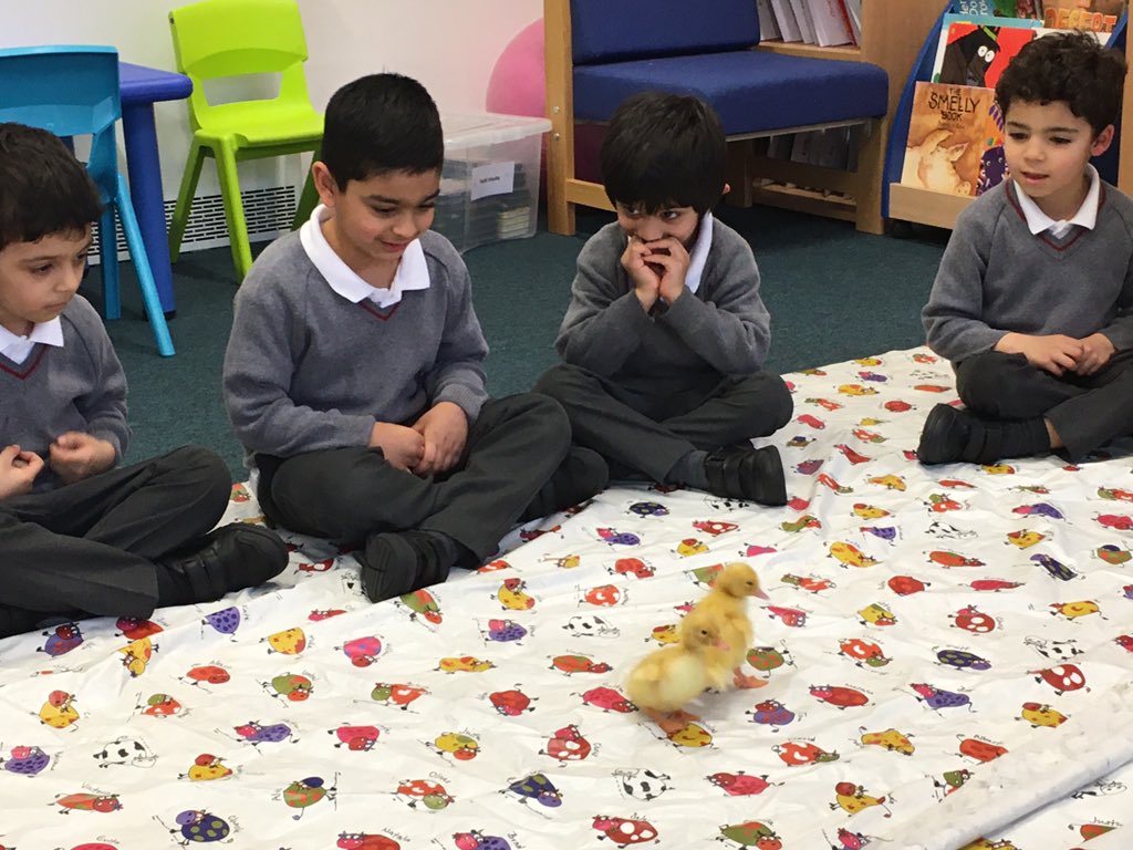 head_mall's tweet photo. The ducklings are out and everyone at the Pre-Prep loves watching them! https://t.co/yAoEqHyEjY