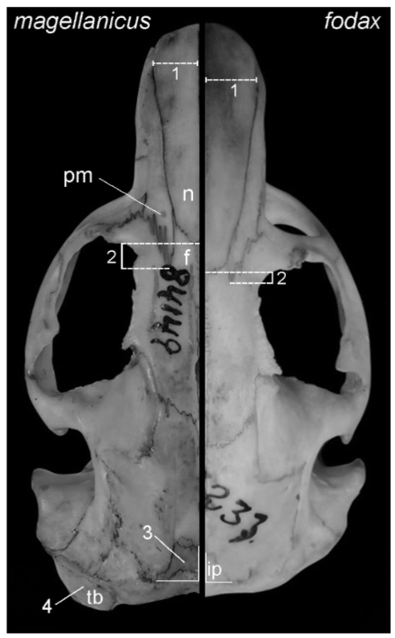 GuillermoDElia's tweet photo. Nueva publicación con Pablo Teta y Juan Opazo sobre taxonomía de Ctenomys patagónicos y fueguinos. 

La misma se puede leer en https://t.co/mszfa2KLww

#Caviomorpha #Rodentia #taxonomy #mammalogy  #collectionsareessential #scholarpaja https://t.co/VcVmrCiVkM