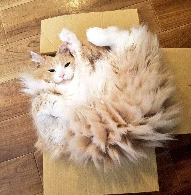 この猫 でんきタイプじゃね 静電気でスパークした姿がポケモンみたいで尊い Kai You Net