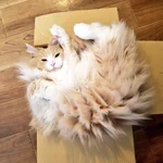 実は電気タイプのポケモンだった!？静電気を溜めた猫が面白い!