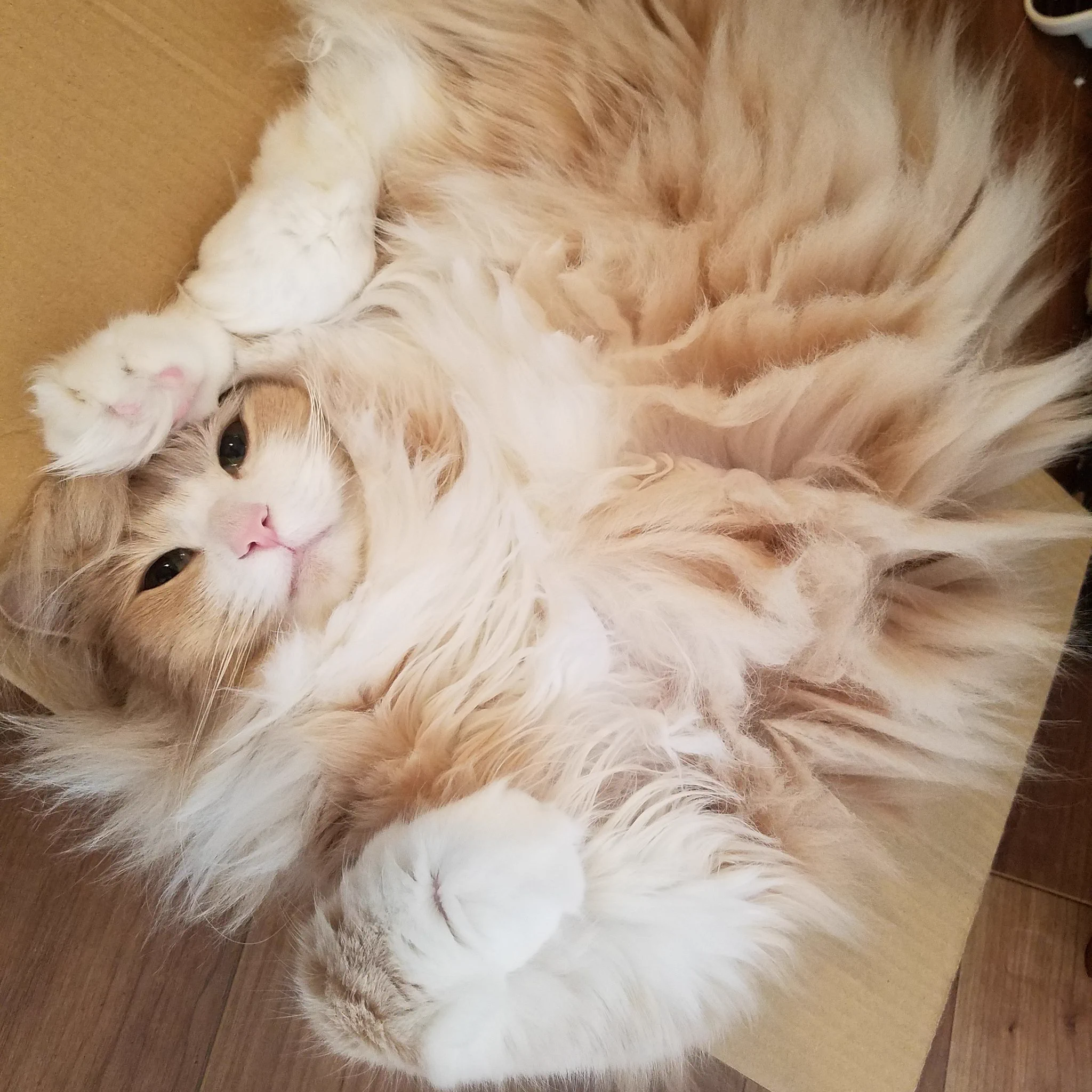 実は電気タイプのポケモンだった！？静電気を溜めた猫が面白いwww