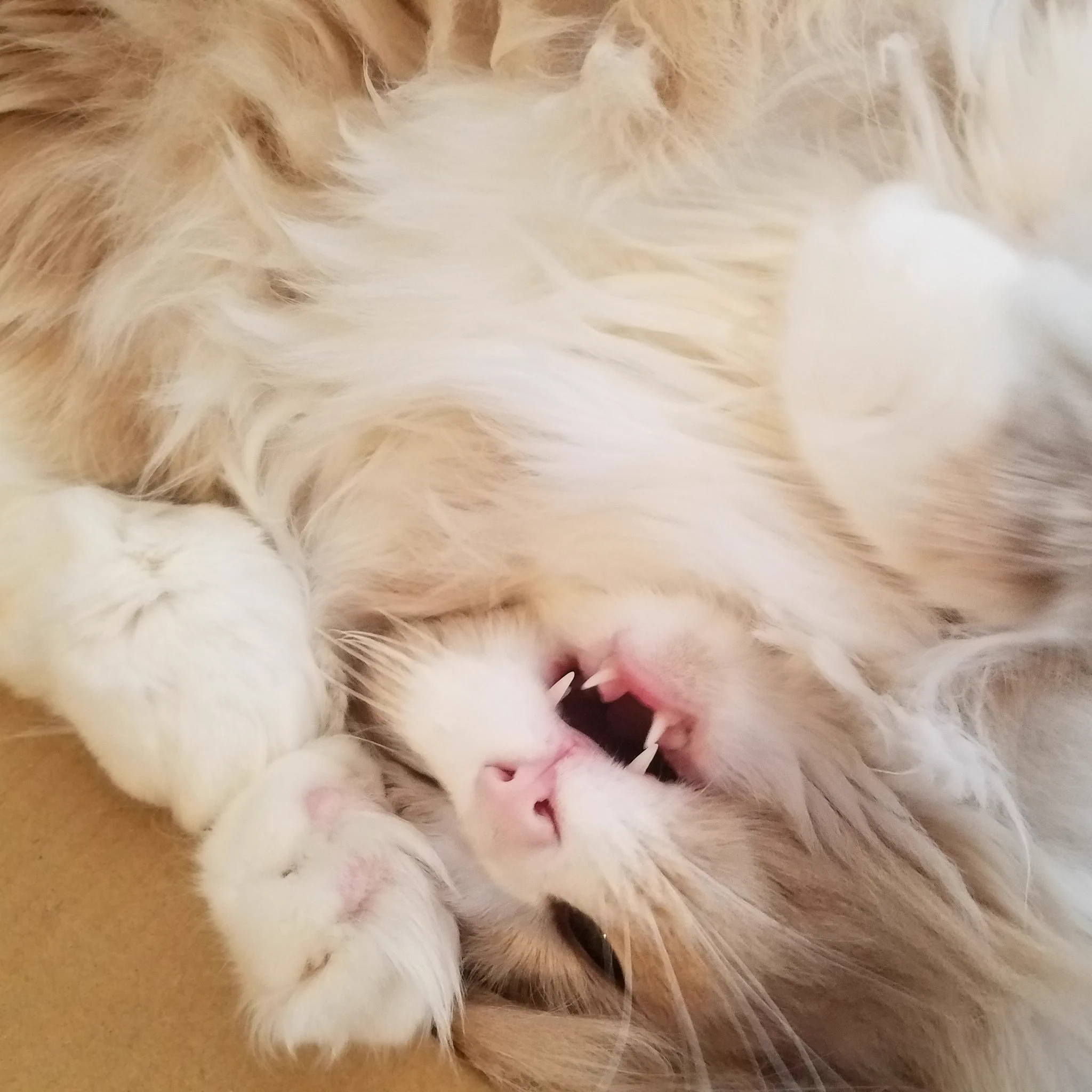 実は電気タイプのポケモンだった！？静電気を溜めた猫が面白いwww