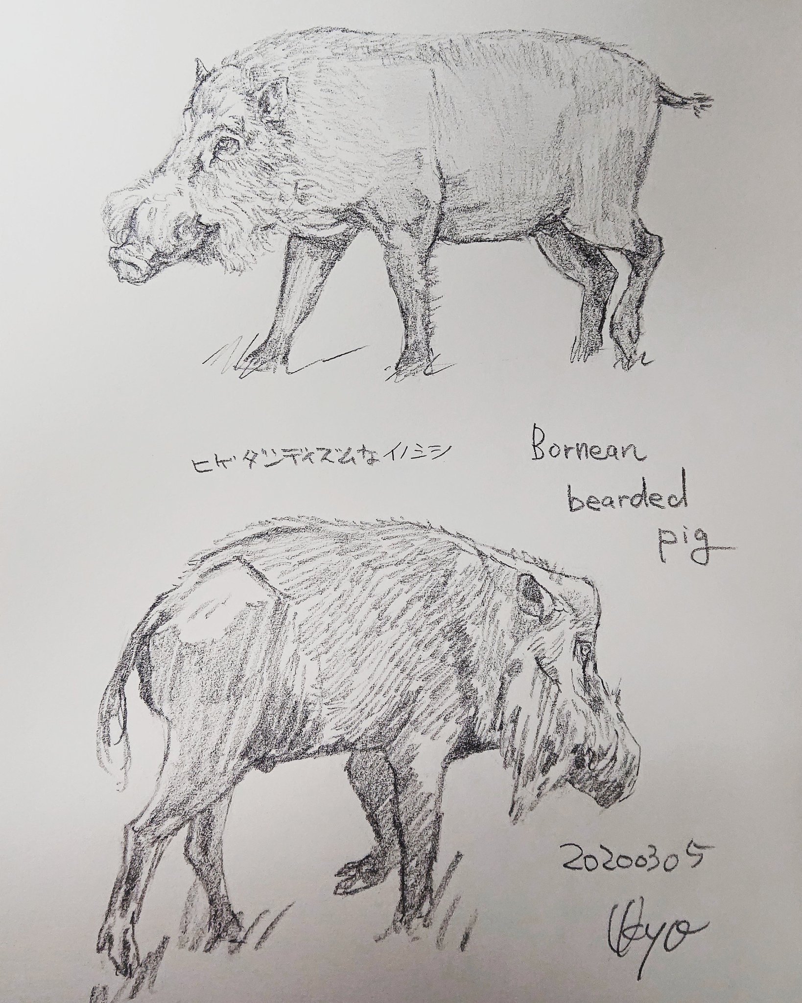 Kagetsu Ukyo 卯京 華月 今日の落書き ヒゲイノシシづくし ちょい前に猪に勝利した釣り人のニュースにウケて猪の種類を調べました たまに描いてきますね 落書き 鉛筆画 練習 素描 一日一絵 今日の落書き 絵描き Art 絵描き人 絵描き
