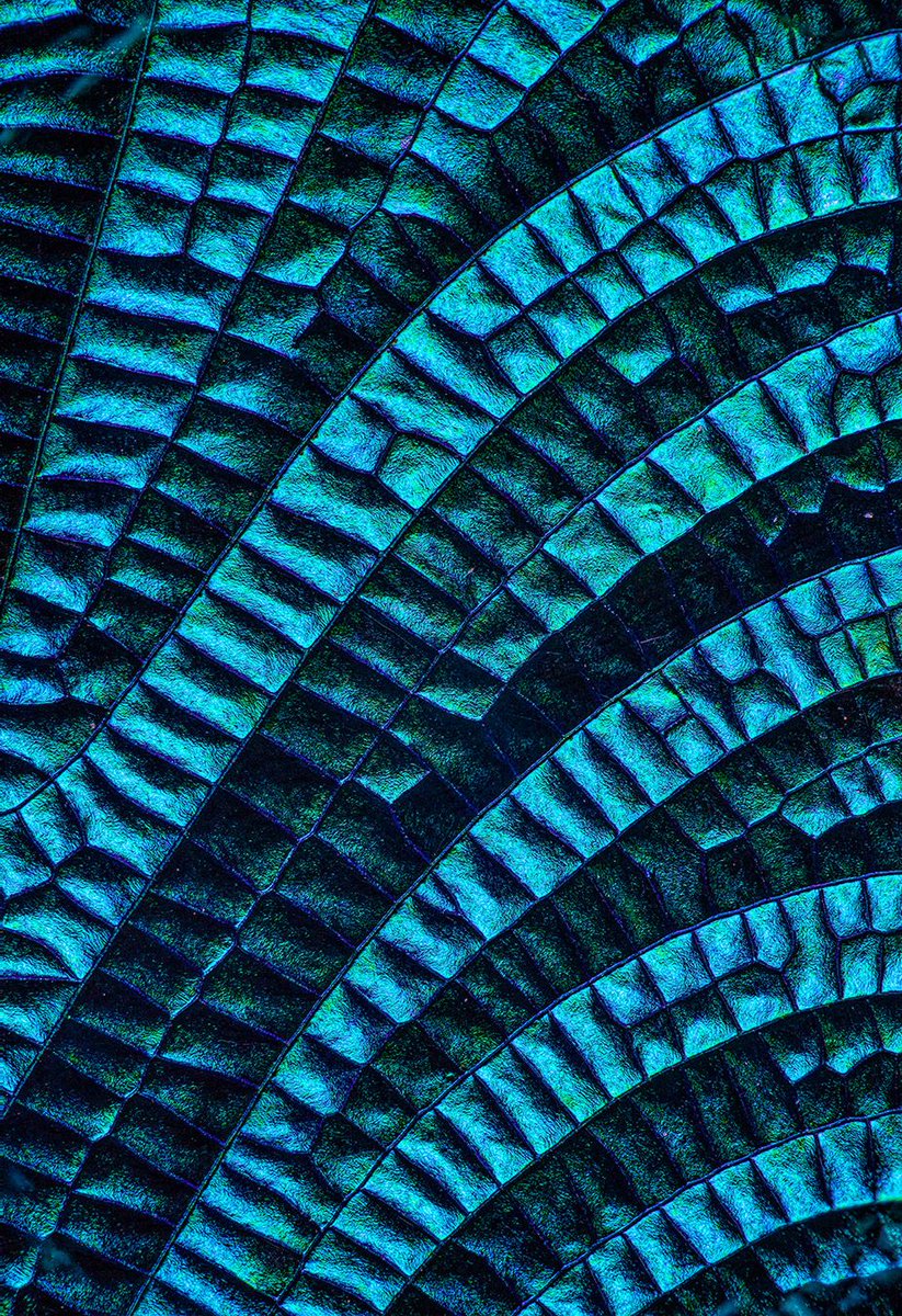 joeyterrill's tweet photo. The structure of this dragonfly wing is amazing in its detail, color, and apparent strength. The wing is thinner than paper, but when magnified to five-times life size, the intricate structure is revealed. 

Nikon Z7 | @NikonUSA #nikonnofilter #NikonLove #nikonambassador https://t.co/eKqMPurjP9