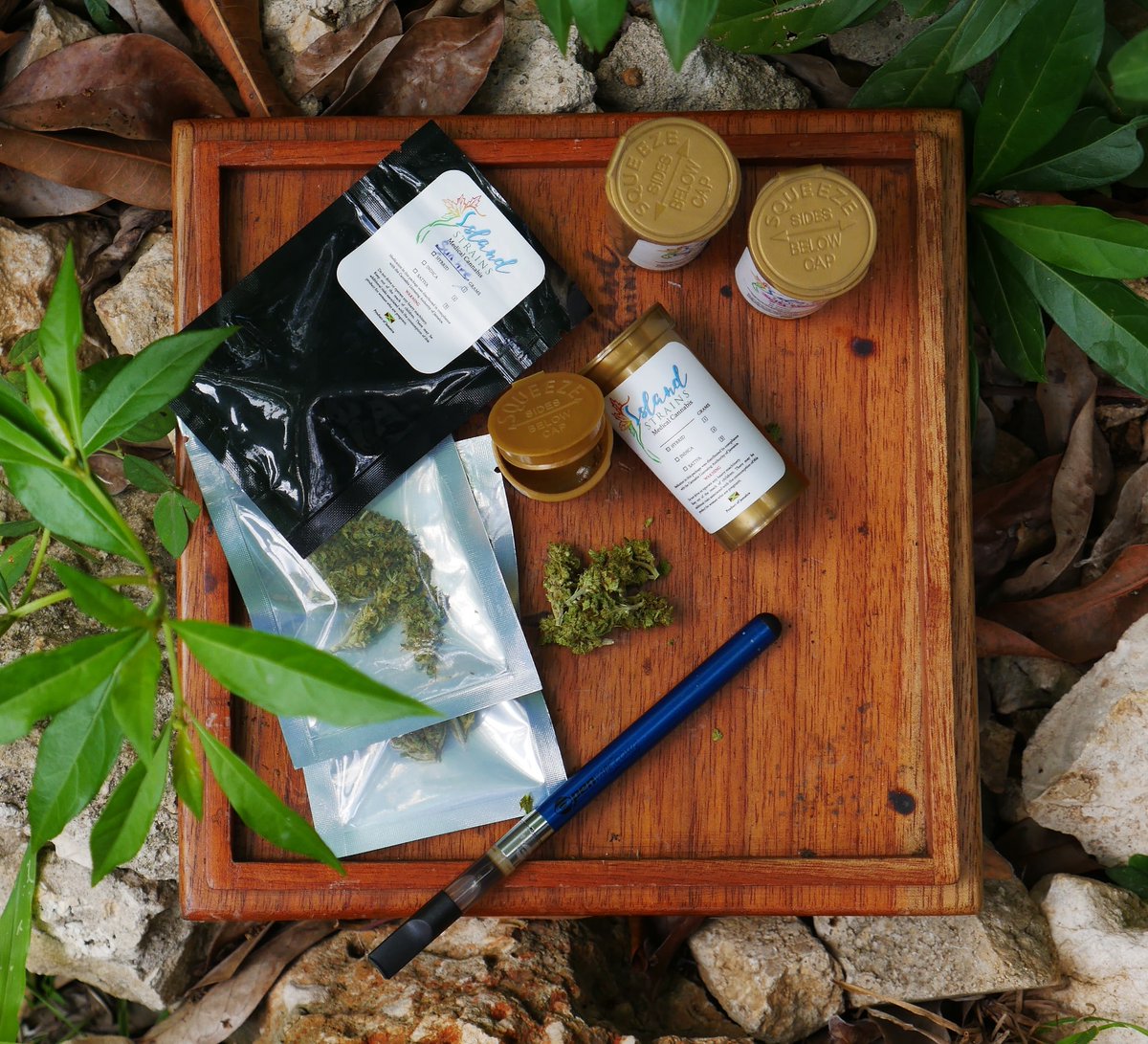 IslandStrains's tweet photo. The tranquil blend of nature and medicine 🌱
🇯🇲Island Strains🍃, The love of the Island 🇯🇲 in every Strain 🌿
(Consult a doctor before using cannabis for medical purposes.)
#islandstrainsherbhouse #islandstrains 
#cannabiscommunity https://t.co/8HDOgDRBrH