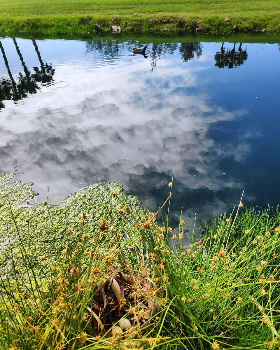 GolfAmericas's tweet photo. Bonito descubrimiento en #golflasamericas esta mañana.
Nuestro #marshall Gerardo Frías ha encontrado un nido de pollas de agua. Esta ave gruiforme también es conocida como #gallineta común o polla de mar. #golflasamericaswildlife #polladeagua
📸 Gerardo Frías https://t.co/arJZd2yhOg