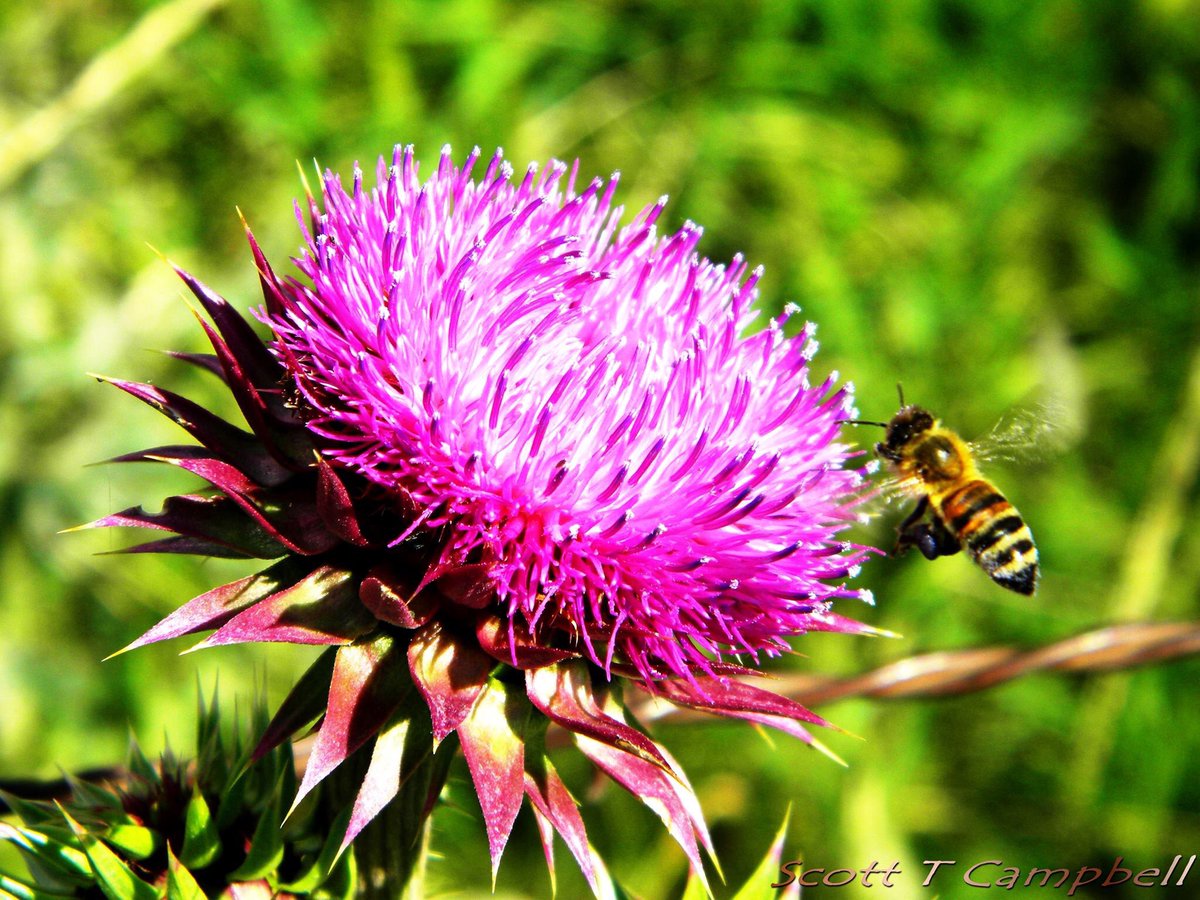 Bee good to yourself and each other. ©️Scott Campbell Photography MT #montana #scottcampbellphotographymt #billingsmt #buttemt #redlodgemt #theviewfromscottsoffice #southwestmontana #southcentralmontana #photographer #portraitphotographer #landscapephotographer #laurelmt