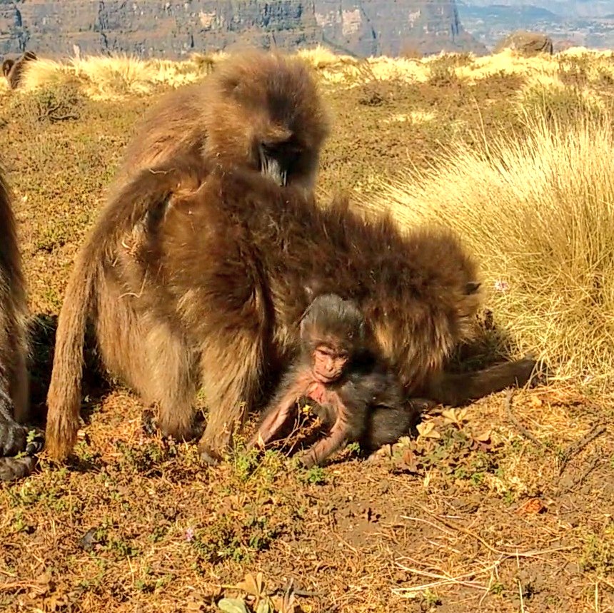 scarrera11's tweet photo. Hello new followers!! ๐
I follow #monkeys ๐ around all day in #Ethiopia โฐ๏ธ and post tons of pics!
Here's the newest baby in my dataset, Chnandler, exploring the world at 2 weeks old!
#geladagroupie #yearwithgeladas #smgrp #TheripithecusThursday https://t.co/HL89AsLSJF