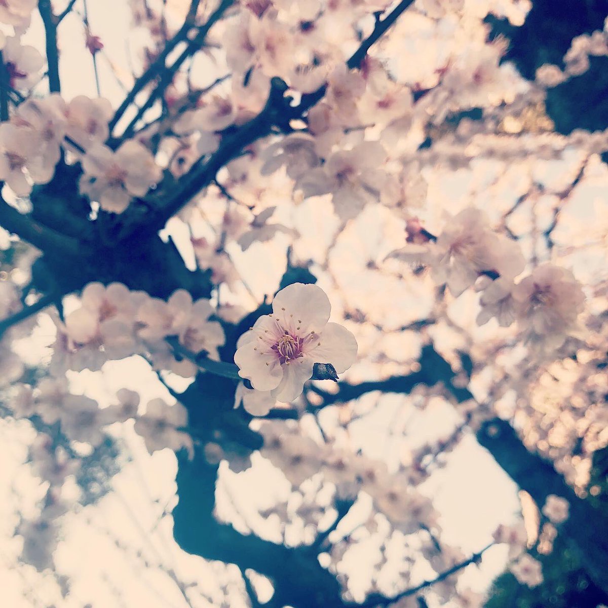 「今梅の花めちゃ綺麗に咲いてますね 」|上倉エク┆2nd画集発売中のイラスト